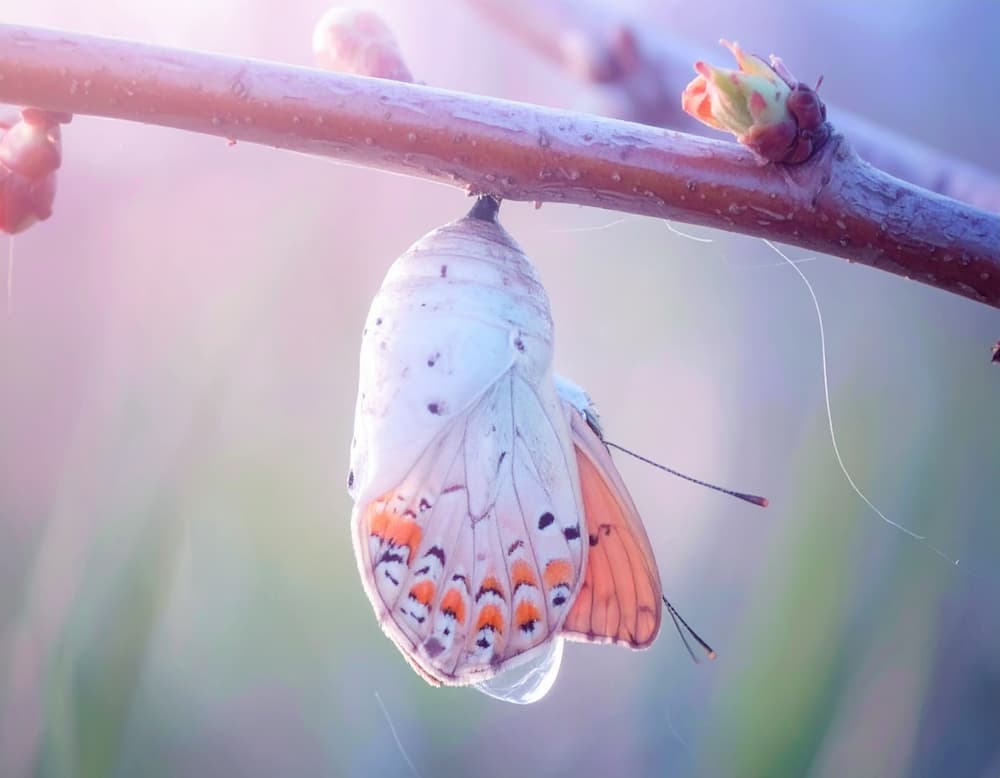 Chrysalide qui s'ouvre, symbole de la sortie d'une relation toxique
