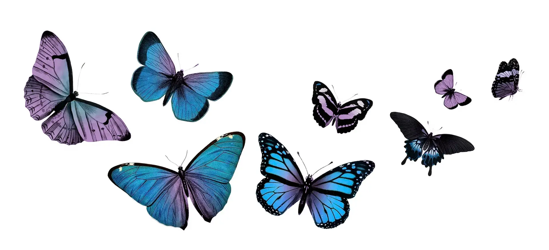 papillon image de décoration