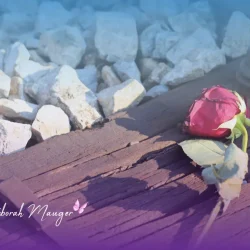 photo d'une rose