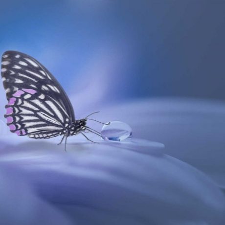 DEBORAH MAUGER - PATRICIENNE EDMR CAEN